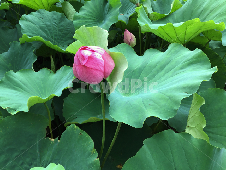 연꽃,식물,자연,꽃,공원,lotus,plant,nature,flower,park,식물,자연,plants,nature,꽃,flower