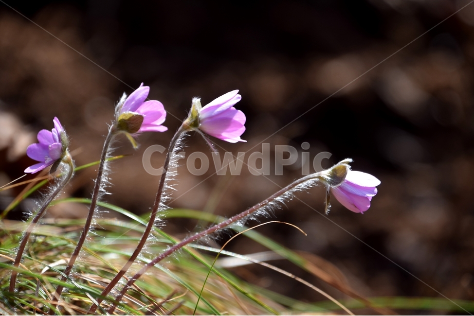 노루귀,노루귀꽃,봄꽃,구봉도노루귀,봄,봄,계절,spring,season,식물,자연,plants,nature,꽃,flower,plant,blossom,geranium,제라늄