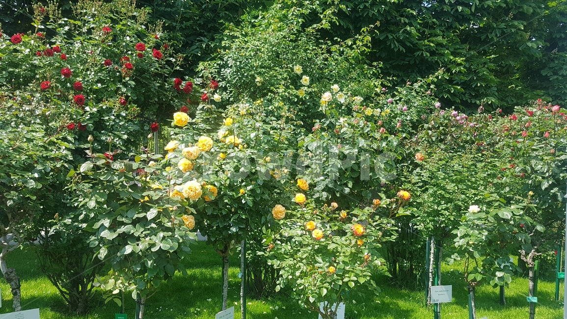 장미,정원,공원,로즈,식물,꽃,rose,park,비엔나,식물,자연,plants,nature,꽃,flower