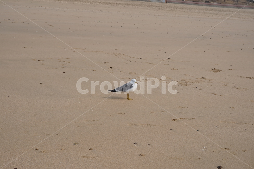갈매기,바닷가,seagull,gull,모래사장,해변,beach,서해안,새,bird,seaside,모래,sandybeach,sand,혼자,외로운,쓸쓸한