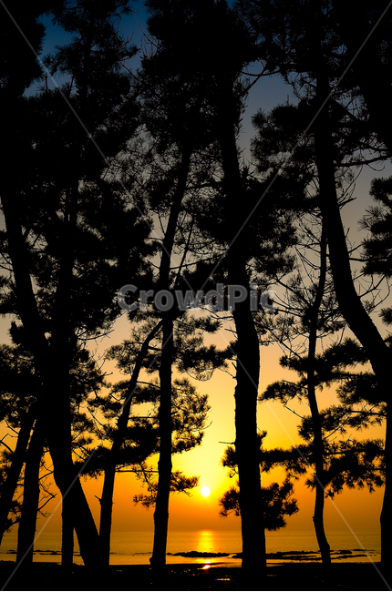 소나무,노을,일몰,바다,나무,역광,하늘,해넘이,여행,봄,물결,황금,sea,sunset,tree,자연,풍경,nature,landscape,식물,plants,나무,trees,wood,실루엣,그림자,silhouette,shadow,dawn,새벽,red sky,붉은 하늘,sky,outdoors,옥외,dusk,황혼