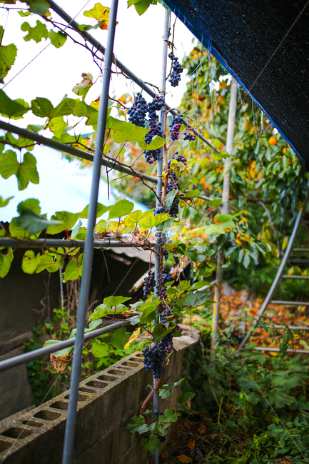 포도,과일,grape,식물,음식,시골,농사,식물,자연,plants,nature,과일,열매,fruit