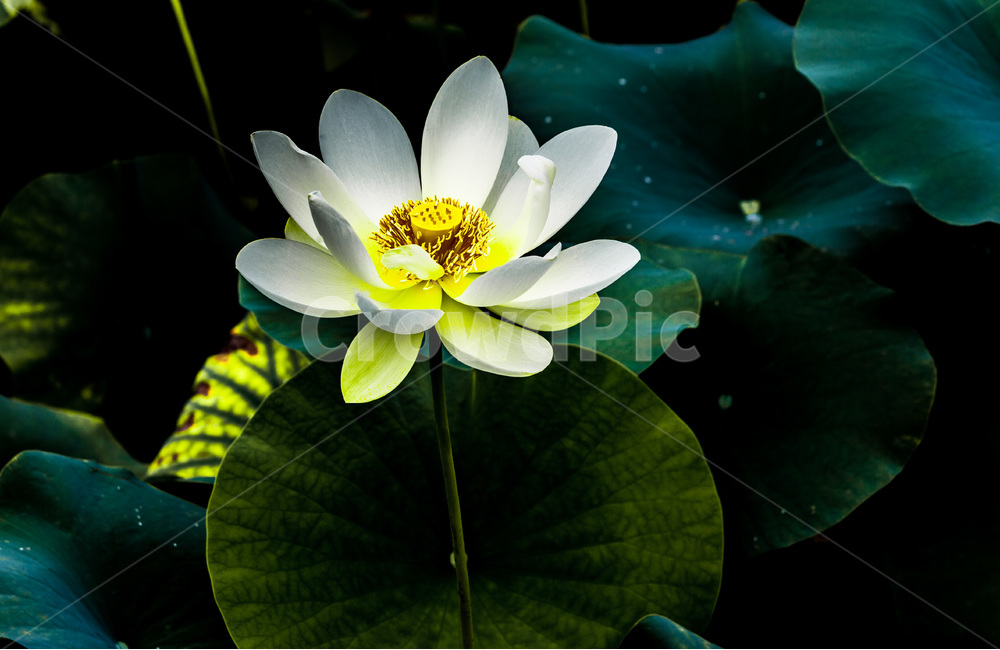 연꽃,연잎,문양,무늬,습지,식물,자연,plants,nature,꽃,flower
