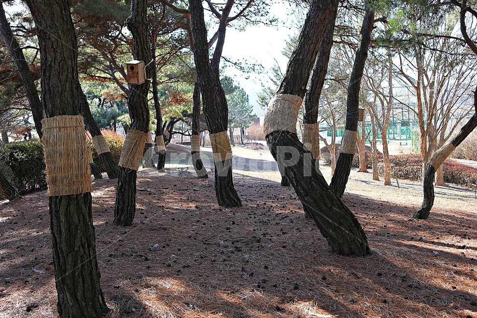 소나무,솔잎,숲,나무,식물,자연,풍경,겨울,공원,자연,풍경,nature,landscape