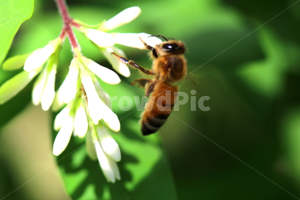 식물,꽃,동물,곤충,자연,식물,자연,plants,nature,꽃,flower,동물,animal,곤충,벌레,insect,bug