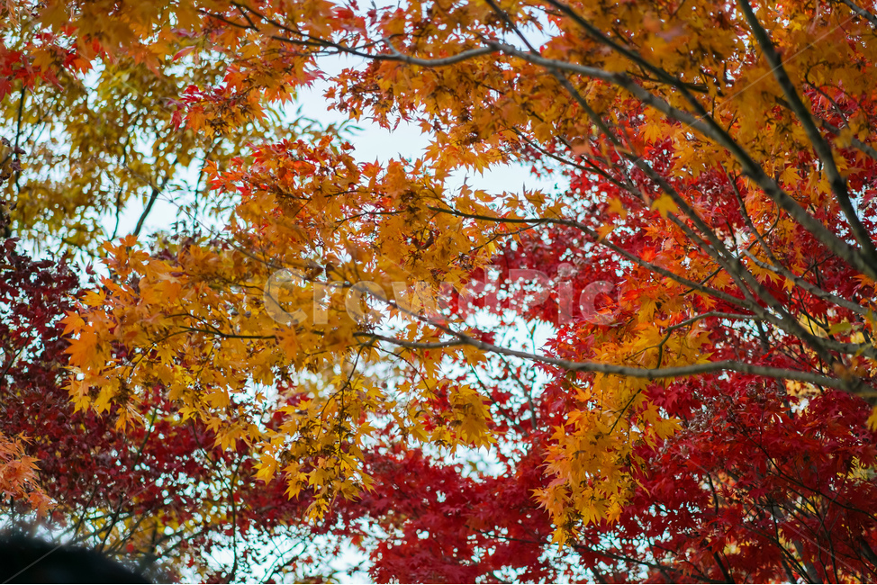 가을,단풍,단풍나무,단풍잎,남,가을,계절,fall,autumn,season,식물,자연,plants,nature,나무,trees,wood,leaf,잎,plant,tree,maple