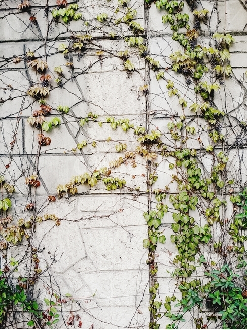 담쟁이덩쿨,덩쿨,벽,잎,잎새,식물,담쟁이,식물,자연,plants,nature