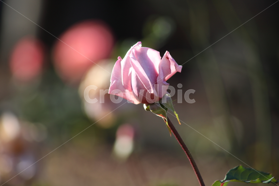 장미,꽃,식물,정원수,rose,식물,자연,plants,nature,꽃,flower