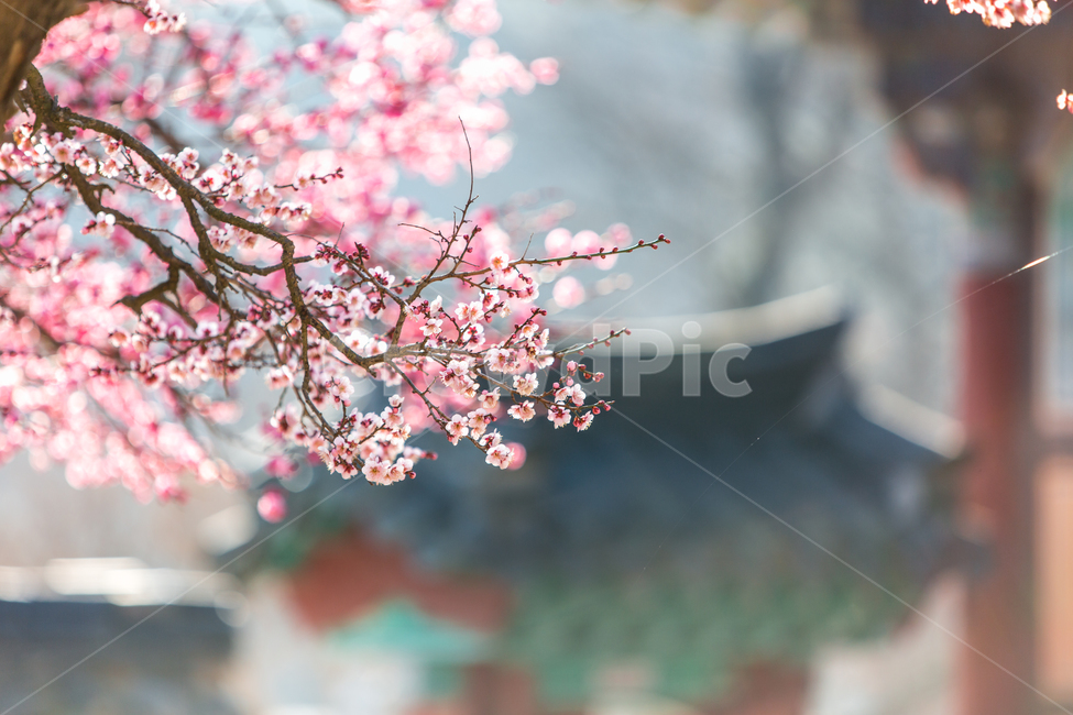 매화,홍매화,봄,봄소식,사찰,꽃,flower