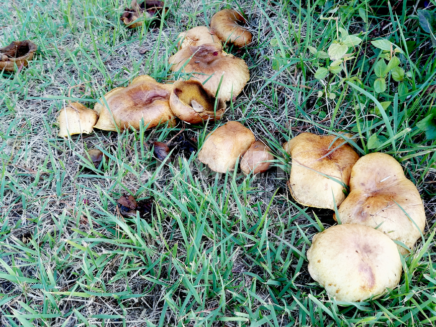 plant,식물,버섯,잔디,머시룸,mushroom,버섯,mushroom