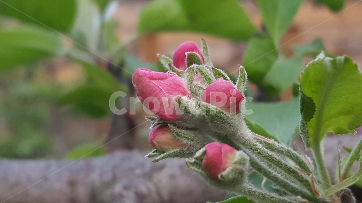 꽃,flower,식물,싹,새싹,사과,사과꽃