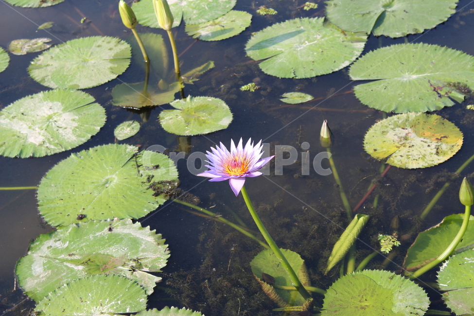 연잎,연못,연꽃,가시연잎,한송이,식물,자연,plants,nature,꽃,flower