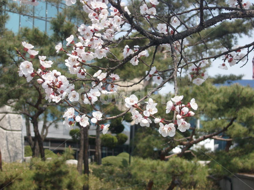 봄,벚꽃,여의도,윤중로,축제,spring,cherryblossoms,yeouido,yunjungno,festival,봄,계절,spring,season,plant,식물