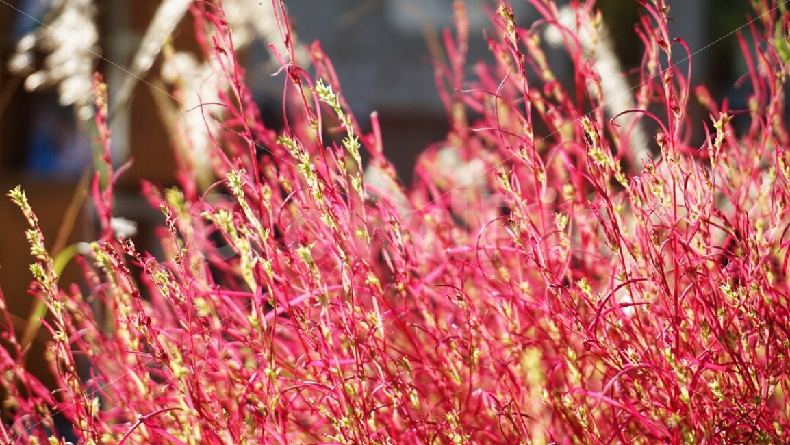 풍경,가을,식물,감성사진,힐링,가을,계절,fall,autumn,season,식물,자연,plants,nature,감성,sensible,feeling