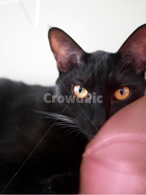 고양이,검은고양이,반려동물,애완동물,pet,cat,노란눈,동물,animal,포유류,mammal,고양이,cat,kitten,kitty