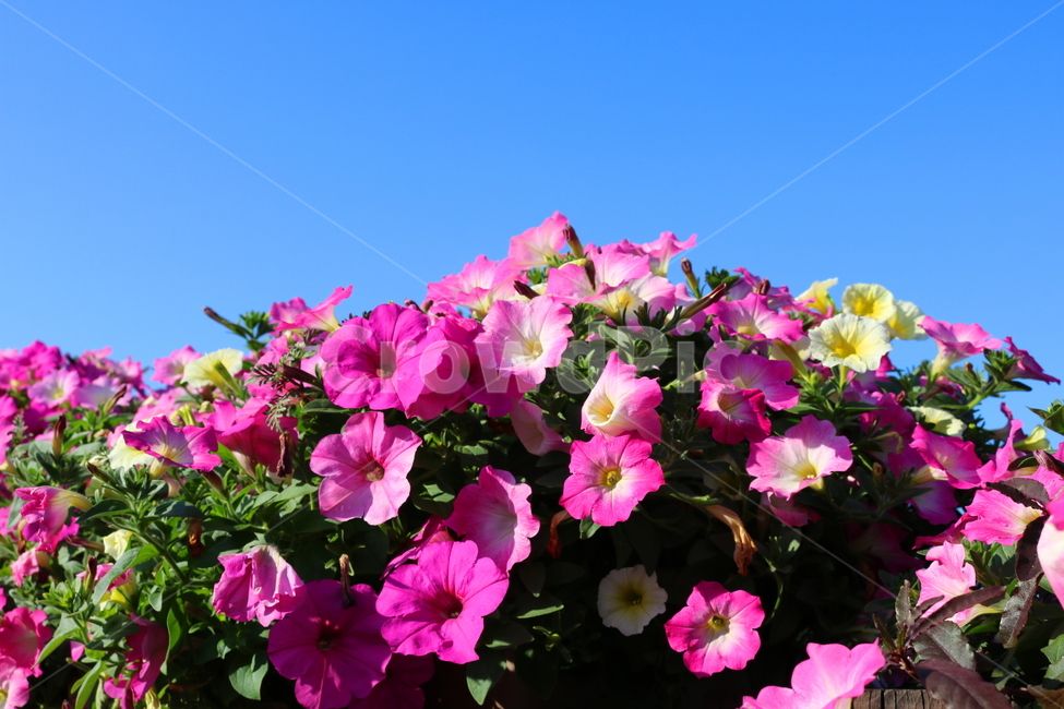 꽃,페튜니아,페튜니아꽃,식물,자연,페츄니아,분홍꽃,식물,자연,plants,nature,꽃,flower