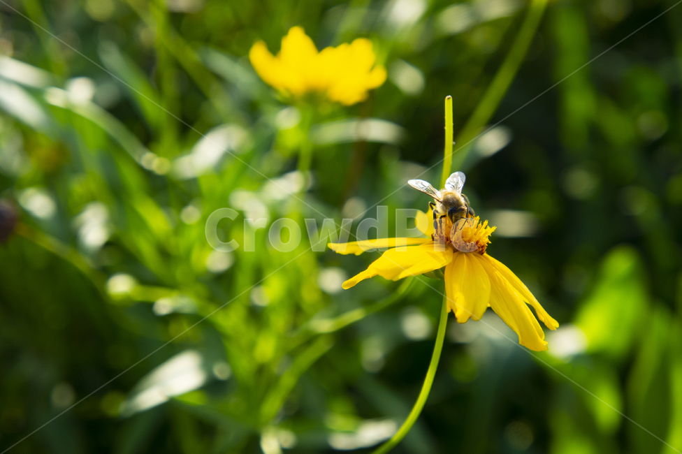 꽃,flower,햇빛,성장,grow,벌,bee,노랑