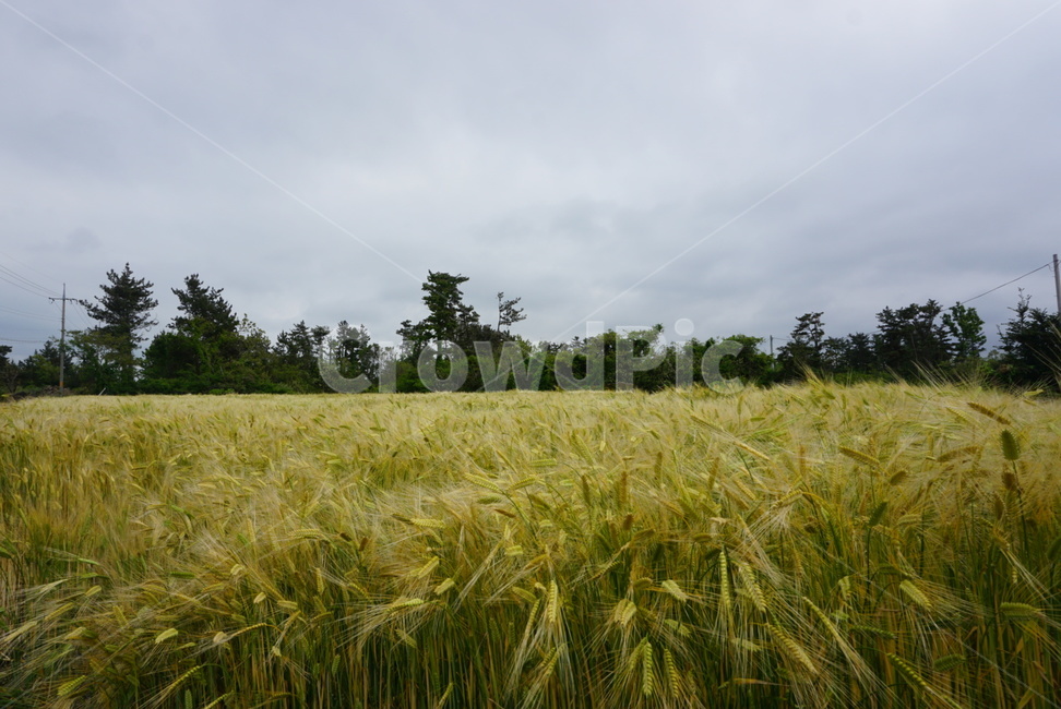 들,field,식물,plant,보리,청보리,식물,자연,plants,nature