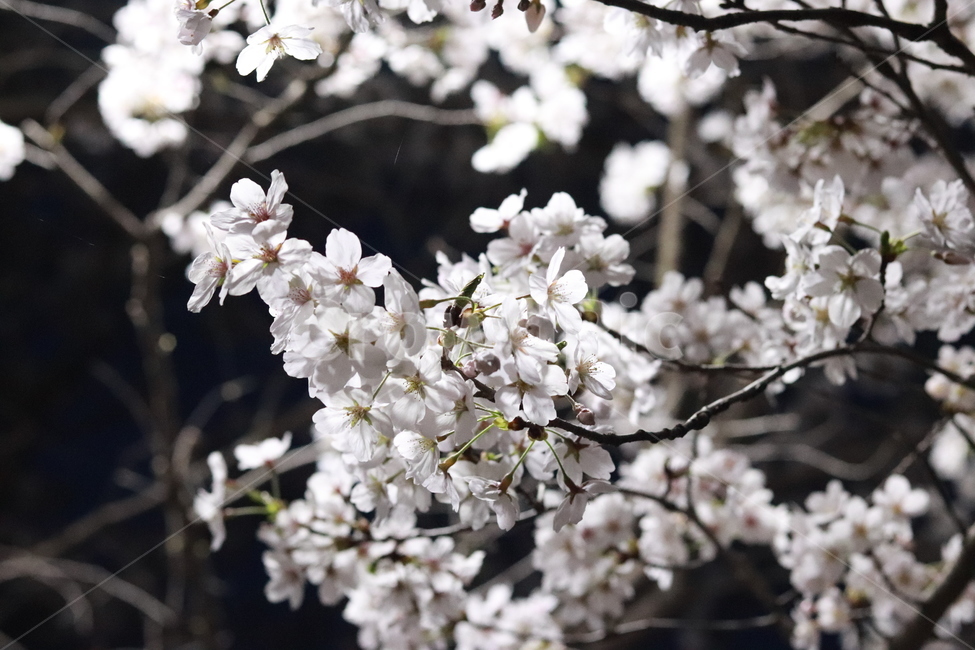 벛꽃축제의밤,벚꽃,로하스공원,수목원,봄,벚꽃축제,봄,계절,spring,season,자연,풍경,nature,landscape,야경,밤,nightscape,night,plant,식물,blossom,꽃,flower