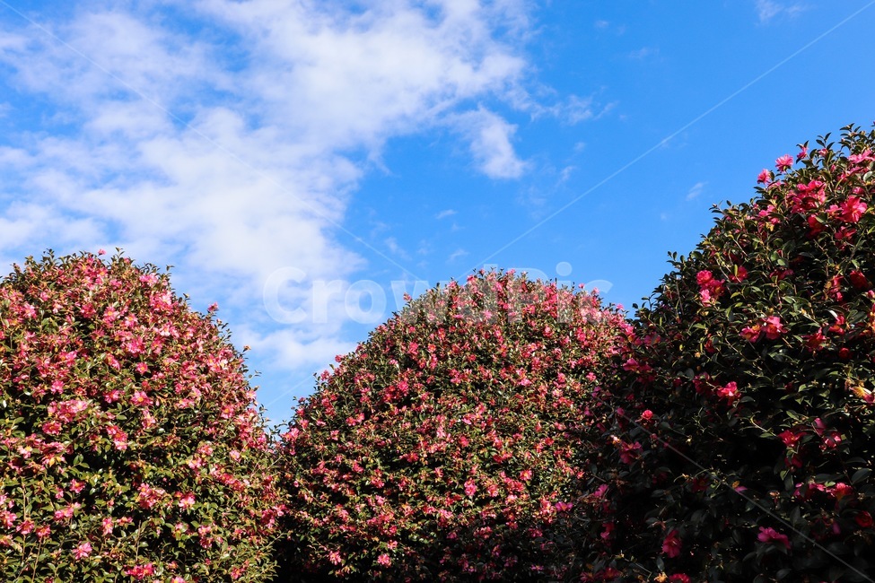 plant,식물,동백꽃,동백,하늘,camellia,sky,flower,나무,tree,잎,leaf,자연,nature,자연,풍경,nature,landscape