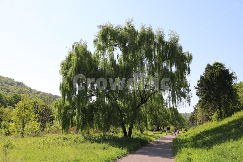tree,나무,plant,식물,summer,여름,수양버들,산책로,weepingwillow