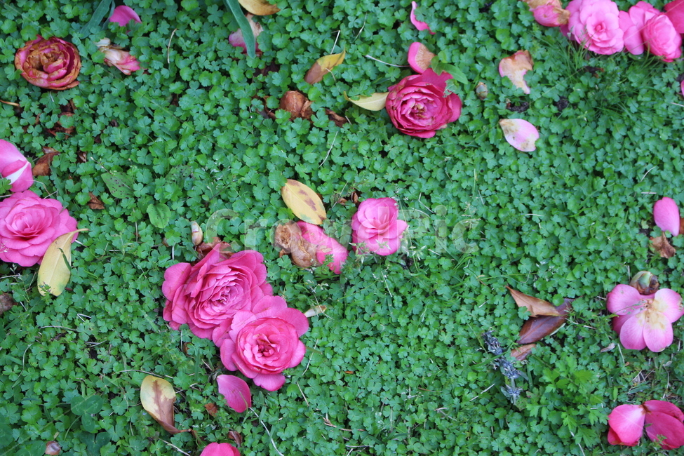 동백,꽃잎,꽃,잔디,네잎클로버,세잎클로버,분홍,식물,자연,plants,nature,꽃,flower