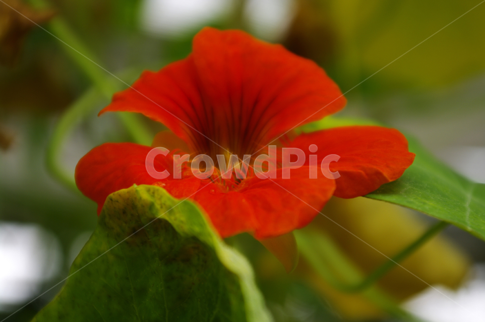 꽃,식물,flower,plant,한련,식물,자연,plants,nature,꽃,flower