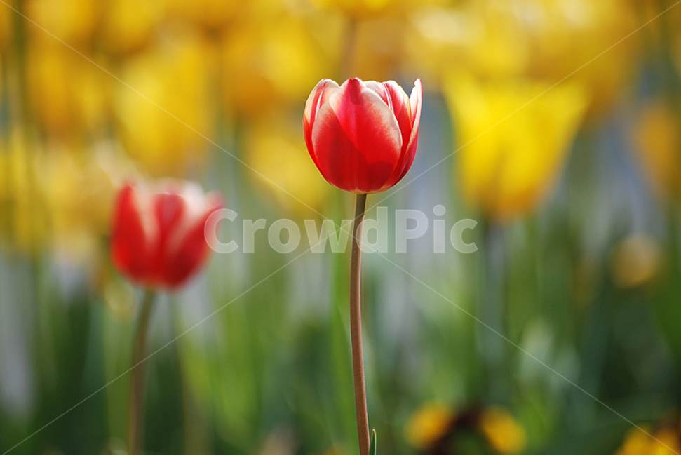 꽃,봄,자연,flower,접사,식물,자연,plants,nature,꽃,flower