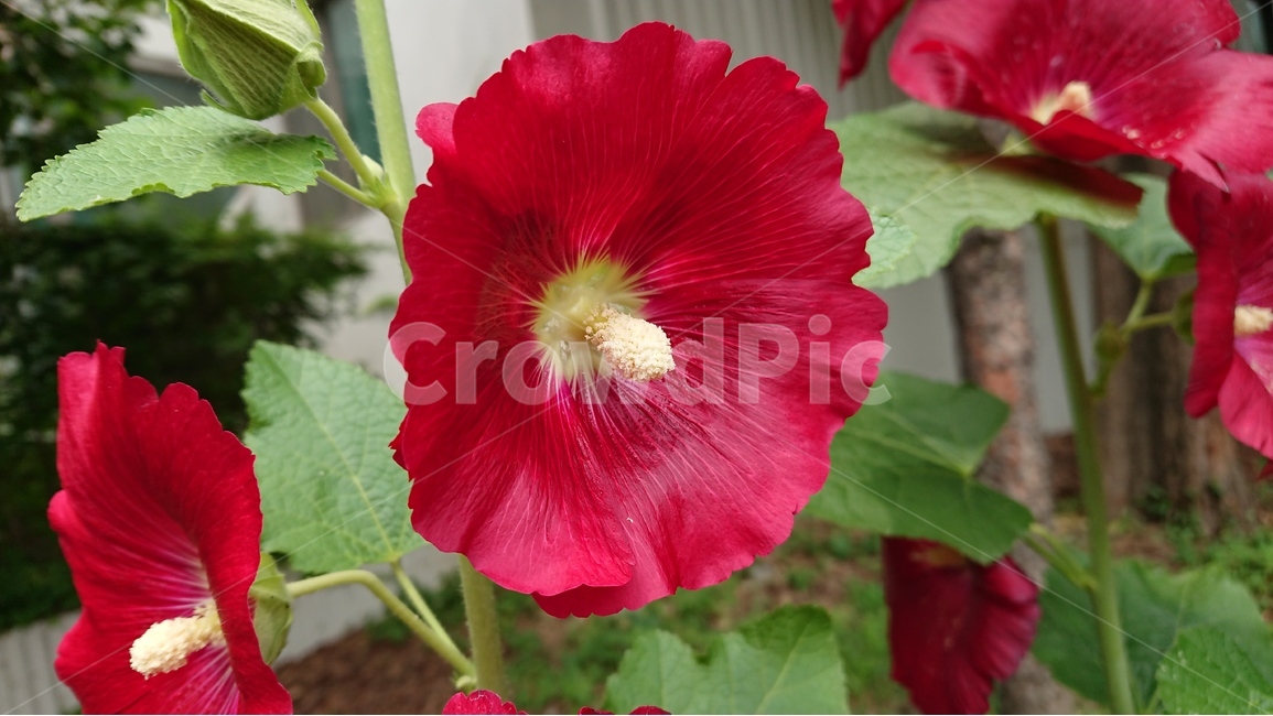 꽃,식물,꽃나무,빨간꽃,접시꽃,빨간색,red,여름,summer,식물,자연,plants,nature,꽃,flower