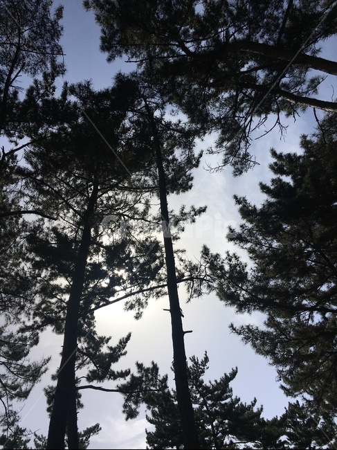 울창한나무,풍경,숲,푸른하늘,예쁜풍경,식물,자연,plants,nature,나무,trees,wood