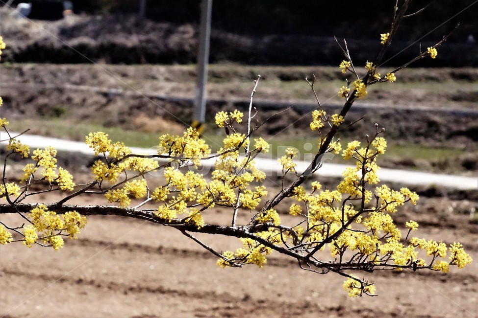 봄,산수유,꽃,노란색,나무,식물,자연,계절,yellow,nature,season,flower,beauty,tree,봄,계절,spring,season,식물,자연,plants,nature,꽃,flower