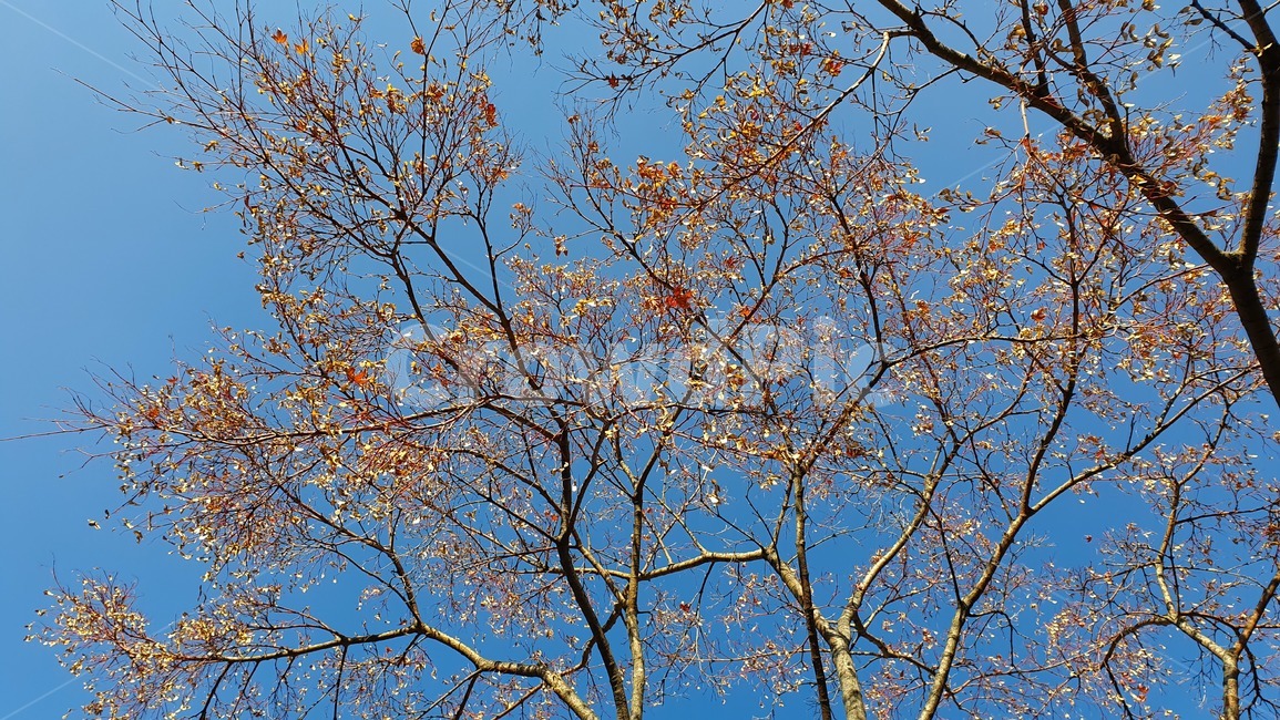 tree,나무,plant,식물,leaf,잎,treetrunk,나무줄기,하늘,겨울나무,겨울