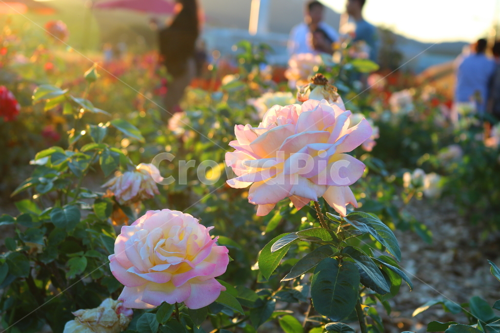 장미,장미꽃,꽃,식물,자연,핑크퍼퓸,원예,관상용,식물,자연,plants,nature,꽃,flower