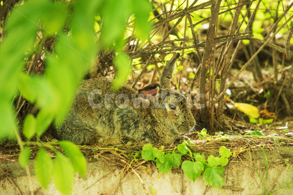 토끼,레빗,동물,귀여운,공원,rabbit,animal,동물,animal,포유류,mammal