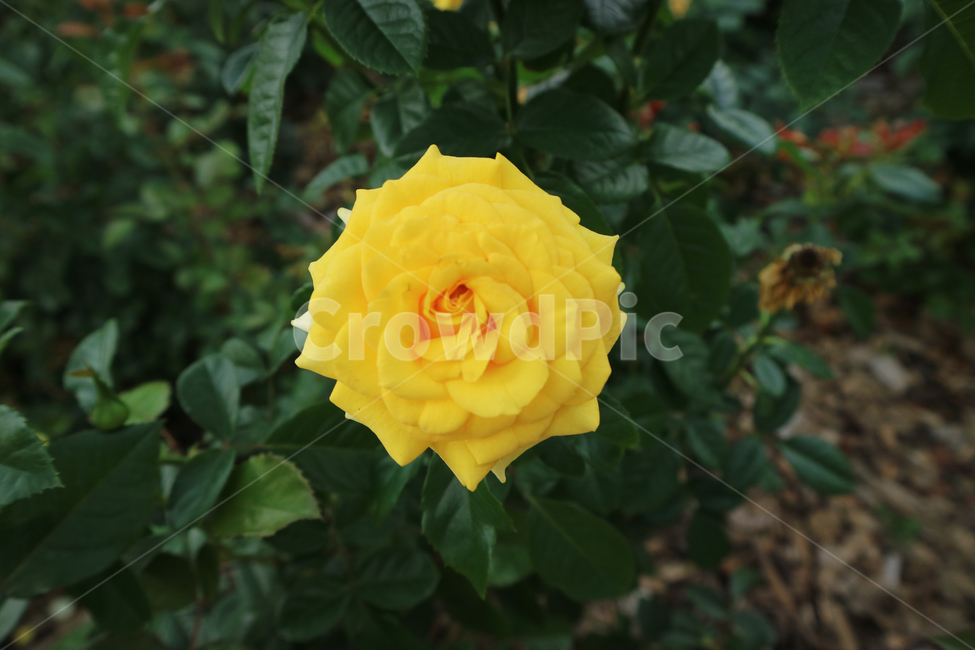 blossom,flower,꽃,rose,장미,plant,식물,노란장미,노란꽃,식물,자연,plants,nature,꽃,flower