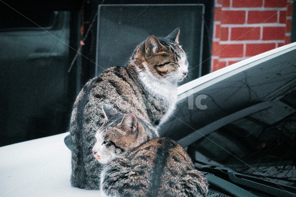 길고양이,고양이,겨울,길냥이,cat,animal,동물,포유류,pet,애완동물,동물,animal,포유류,mammal,고양이,cat,kitten,kitty