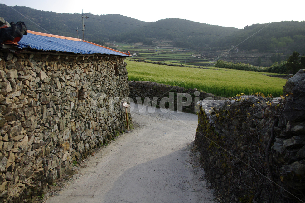 청산도,돌담길,돌담,집,길,보리밭,식물,plant,봄,spring,하늘,시골,마을,풍경,landscape,country,rural,town