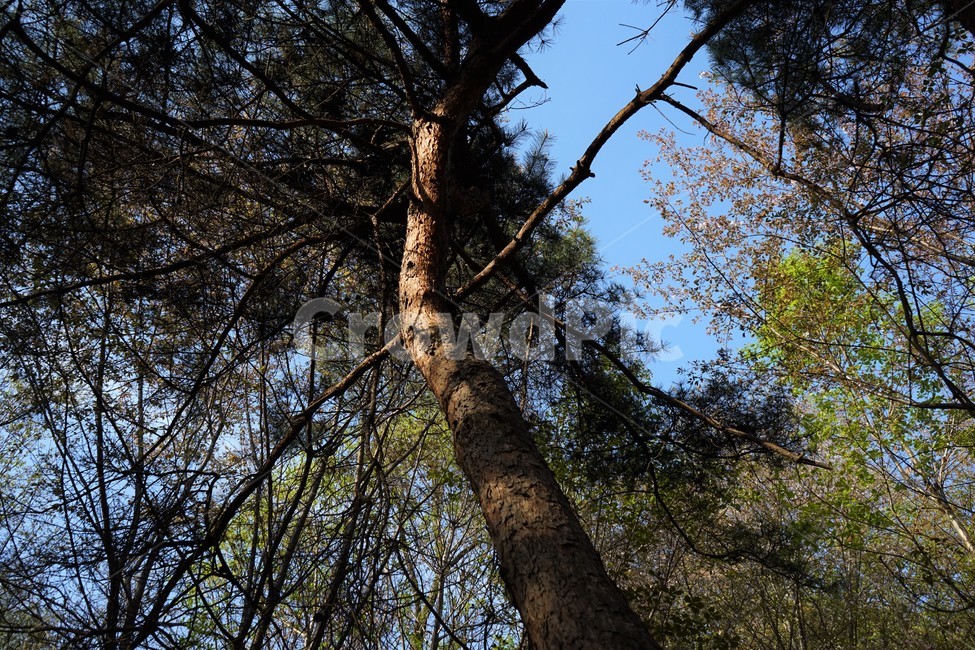 식물,나무,자연,plant,treetrunk