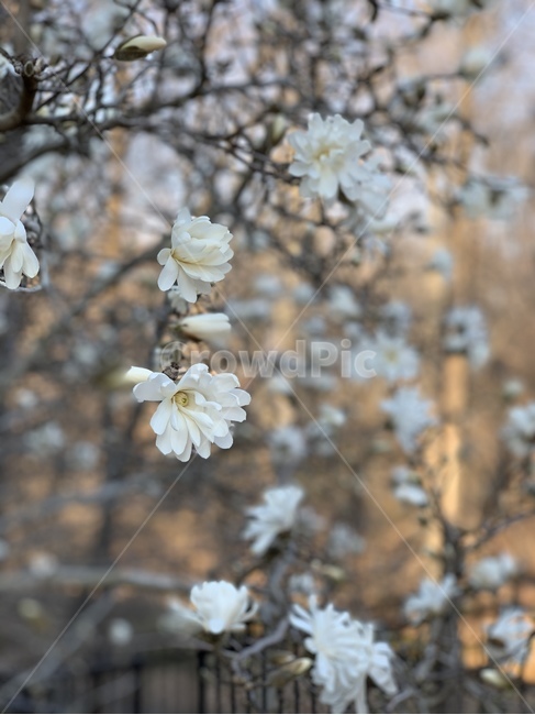 plant,식물,blossom,flower,꽃,벚꽃,cherryblossom