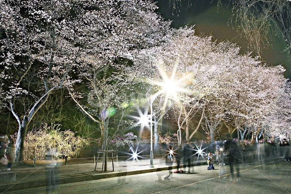 벗꽃,꽃,야간벗꽃,인천대공원,조명,풍경,자연,배경