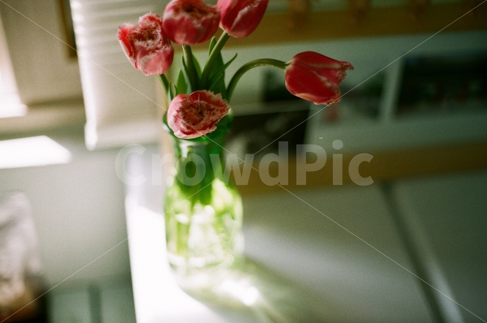 꽃,화분,아날로그,감성사진,추억,필름사진,튤립,햇살,flower,analog,sensitive,memory,tulip,sunshine,식물,자연,plants,nature,감성,sensible,feeling,꽃,flower