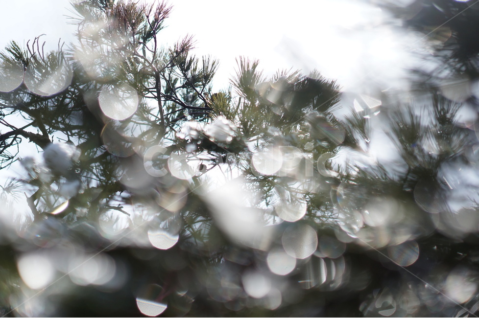 빛망울,보케,물방울,빛,풍경,나무,겨울,햇빛,식물,자연,plants,nature