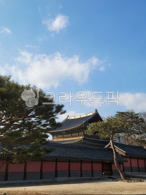 sky,palace,pine tree,joseon,Changdeokgung Palace,tree,old palace,building,architecture