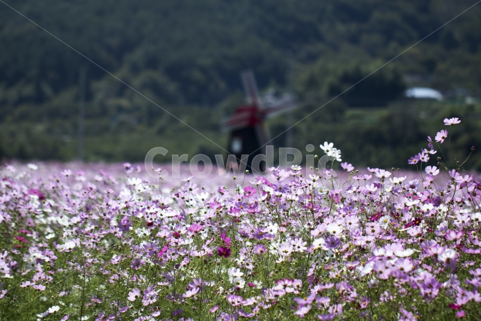 코스모스,식물,꽃,꽃봉오리,풍경,사진,단독사진,디자인,소스,포토,사진자료,배경,배경사진,백그라운드,한국,동양,아시아,자연,환경,실외,낮,아침,봉오리,잎,꽃잎,7월,8월,9월,가을,가을꽃,여름꽃,꽃밭,아웃포커스,접사,근접,여름,녹색,야외,역광,가을하늘,가을,계절,fall,autumn,season,식물,자연,plants,nature,꽃,flower,plant,geranium,제라늄,blossom