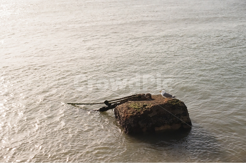 바다,갈메기,노을,sea,gull,seagull,스페인,해외,외국,세계,세계풍경,자연풍경,자연,도시,감성,감정,spain,landscape,world,feeling,emotion,동물,animal,조류,새,birds,감성,sensible,feeling