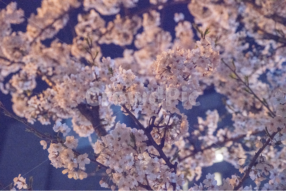 봄,꽃,봄꽃,벚꽃,밤,봄,계절,spring,season,식물,자연,plants,nature,꽃,flower,감성,sensible,feeling