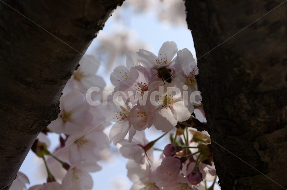 벚꽃,봄,flower,plant,식물,봄,계절,spring,season,식물,자연,plants,nature,꽃,flower,blossom,cherry blossom