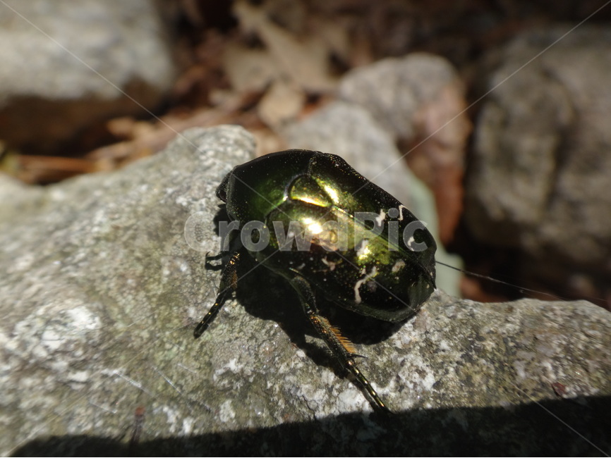 곤충,벌레,근접,바위,자연,동물,animal,곤충,벌레,insect,bug