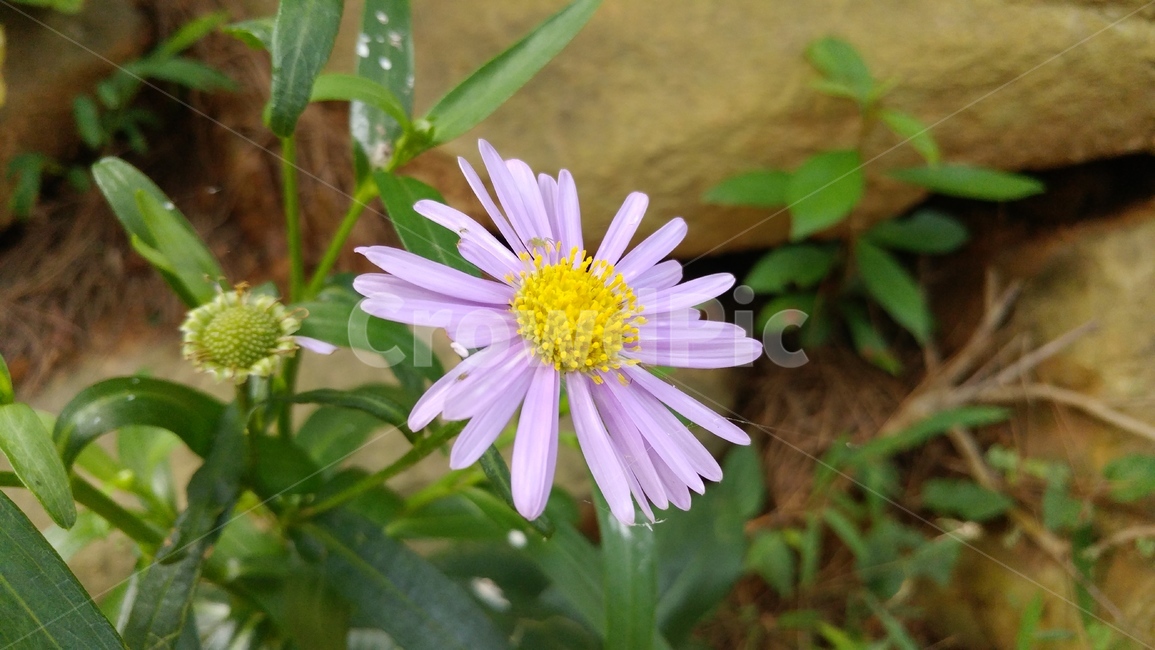 구절초,식물,flower,꽃,데이지,야생화,들꽃,보라,자연