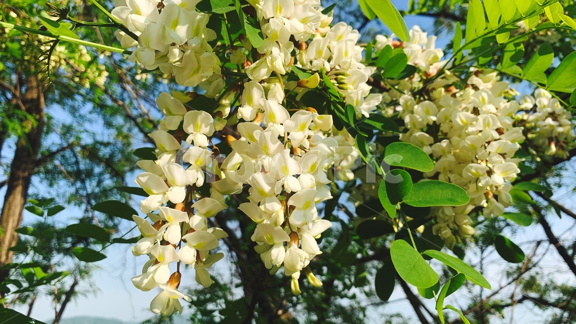 아카시아,아카시아꽃,acacia,봄꽃,자연,nature,flower,식물,plant,봄,spring,꽃